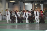 Bästa uppfödargrupp bland storpudlarna på World Dog Show 2008