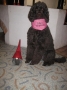 Miro har tagit examen som Terapihund december 2010